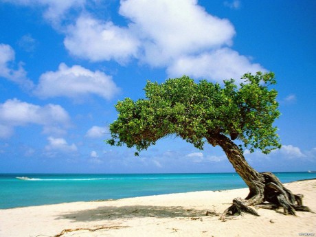 Strom na pláži